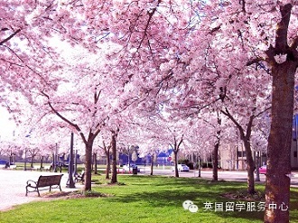 樱花季已到，在英留学生如何申请日本旅游签证？